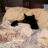 Figurinha de Gatos para WhatsApp