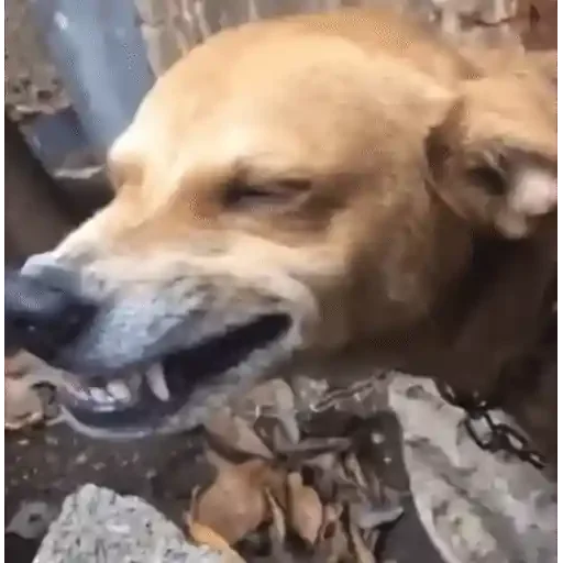 Figurinha para WhatsApp — Cachorros