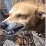 Sticker de Cachorros para WhatsApp