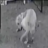 Sticker para WhatsApp