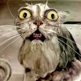 Figurinha de Gatos para WhatsApp