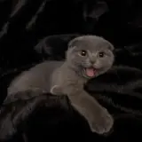 Figurinha de Gatos para WhatsApp