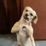 Sticker de Cachorros para WhatsApp