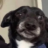 Sticker de Cachorros para WhatsApp