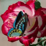 Figurinha de Animais para WhatsApp