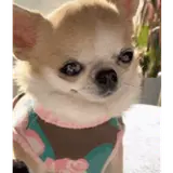 Figurinha para WhatsApp