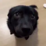 Figurinha de Cachorros para WhatsApp