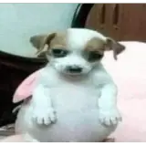 Sticker de Animais para WhatsApp