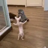 Figurinha de Gatos para WhatsApp