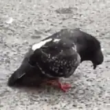 Figurinha de Animais para WhatsApp