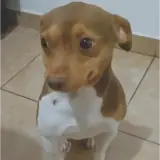 Figurinha de Cachorros para WhatsApp