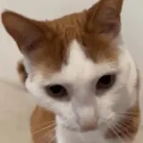 Gatos WhatsApp sticker