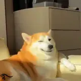 Figurinha de Cachorros para WhatsApp