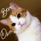 Gatos WhatsApp sticker