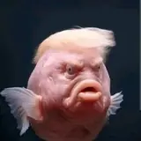 Figurinha de Memes para WhatsApp