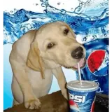 Figurinha de Cachorros para WhatsApp