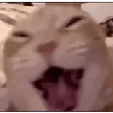 Figurinha de Gatos para WhatsApp