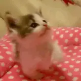 Sticker para WhatsApp