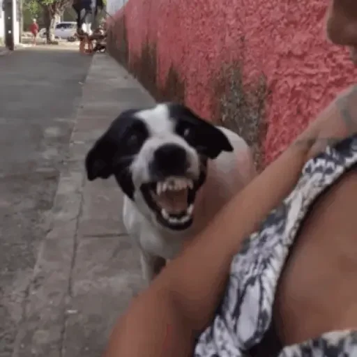 Figurinha para WhatsApp — Cachorros