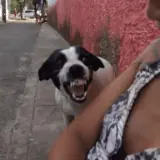 Figurinha de Cachorros para WhatsApp