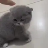 Figurinha de Gatos para WhatsApp