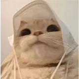 Figurinha de Gatos para WhatsApp