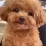 Cachorros WhatsApp sticker