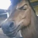 Figurinha de Animais para WhatsApp