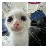 Figurinha para WhatsApp