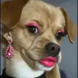 Figurinha de Cachorros para WhatsApp