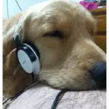 Figurinha de Cachorros para WhatsApp