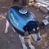 Figurinha de Engraçados para WhatsApp