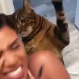 Figurinha de Animais para WhatsApp