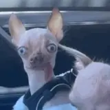 Figurinha de Animais para WhatsApp