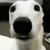 Figurinha de Cachorros para WhatsApp