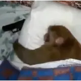 Figurinha de Animais para WhatsApp