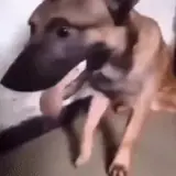 Sticker de Cachorros para WhatsApp