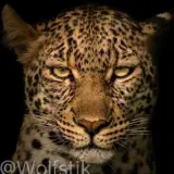 Figurinha de Animais para WhatsApp