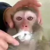 Figurinha de Animais para WhatsApp