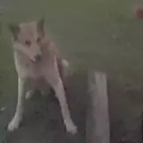 Cachorros WhatsApp sticker