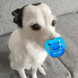 Figurinha de Cachorros para WhatsApp