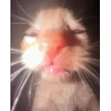 Figurinha de Gatos para WhatsApp