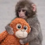 Figurinha de Animais para WhatsApp