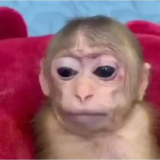 Figurinha para WhatsApp — Animais