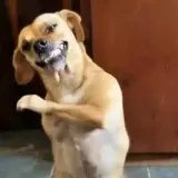 Figurinha para WhatsApp