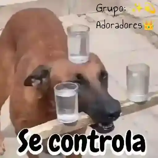 Coletadas sticker 21227