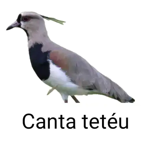 Coletadas sticker 23296