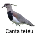 Figurinha de Animais para WhatsApp