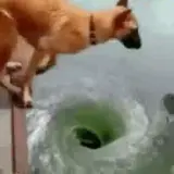 Figurinha de Cachorros para WhatsApp