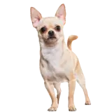 Figurinha de Cachorros para WhatsApp